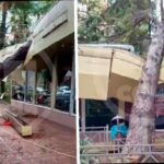 Более 430 деревьев упали в Сочи из-за непогоды