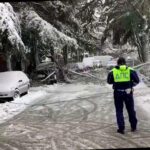 В Сочи упало дерево из-за снегопада