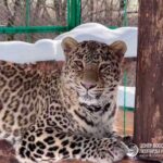 Сочинский центр восстановления леопарда станет отдельным федеральным у